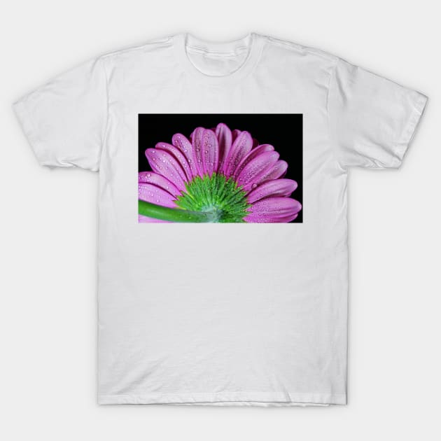 Pink Gerbera Daisy T-Shirt by ikshvaku